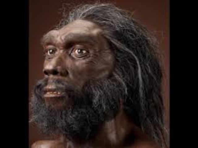 HOMO HEIDELBERGENSIS