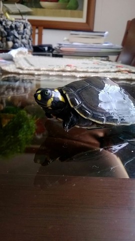 mi tortuga