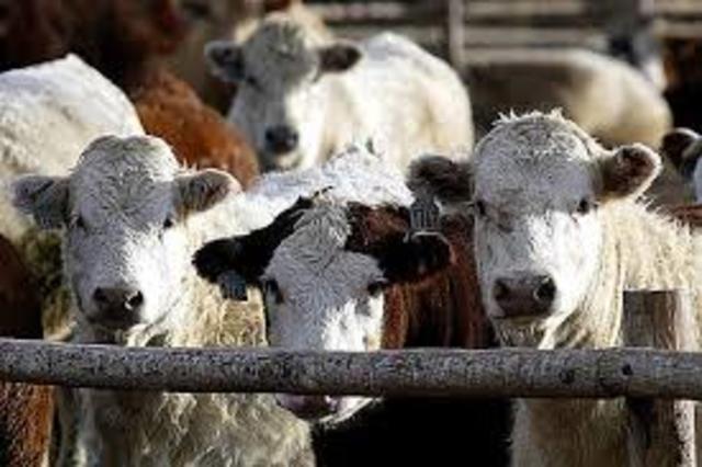 Nueva alimentacion a las vacas