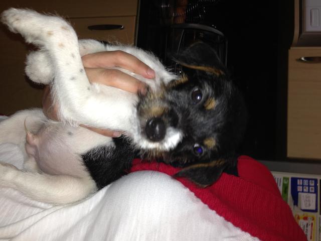 Me dieron mi primer perrito