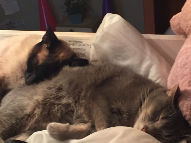 I got my cat Natalia