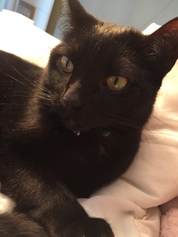 I got my cat Princie-poo