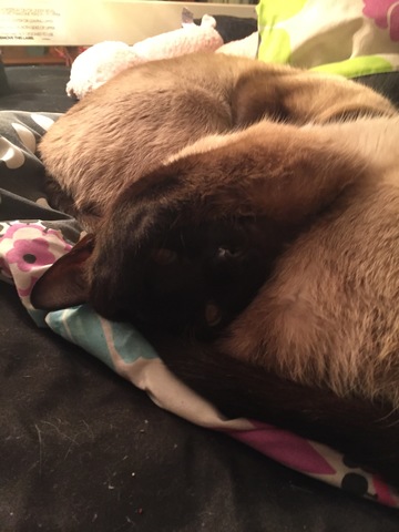 I got my cats Gumball and Darwin