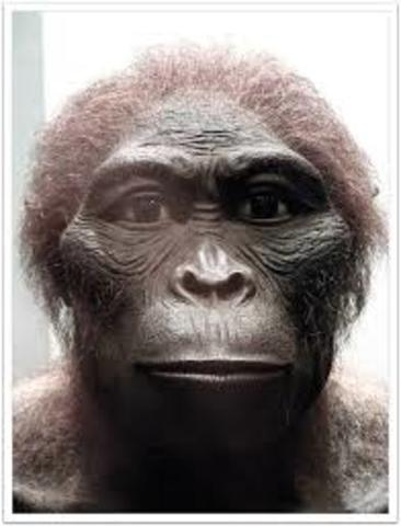 AUSTRALOPITHECUS AFRICANUS