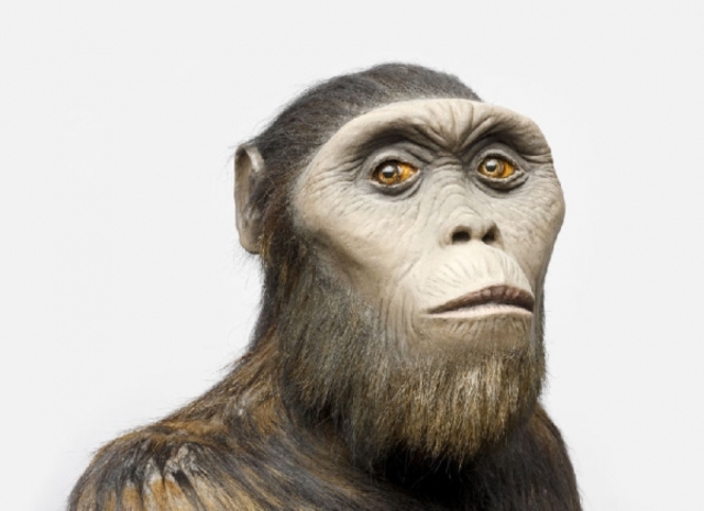 AUSTRALOPITHECUS AFARENSIS