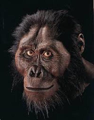 AUSTRALOPITHECUS AFARENSIS