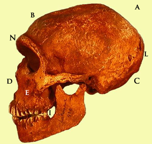 HOMO NEANDERTHALENSIS (1)