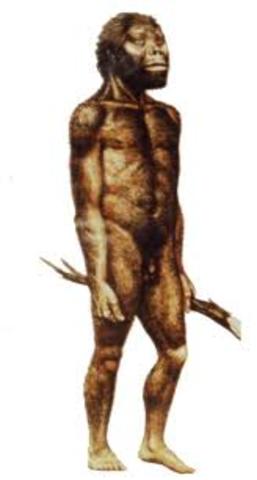 AUSTRALOPITHECUS AFARENSIS