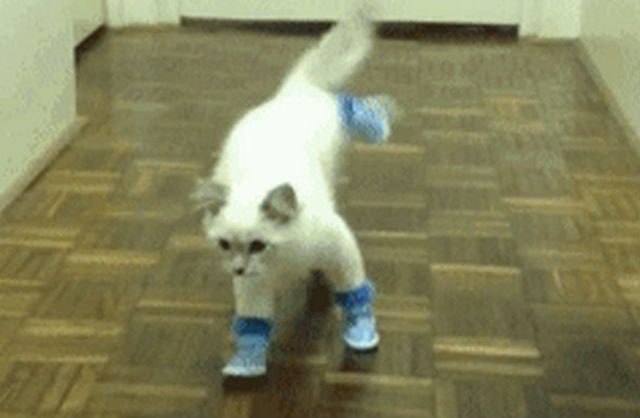 Get My Own Pets (1 cat 1 dog)