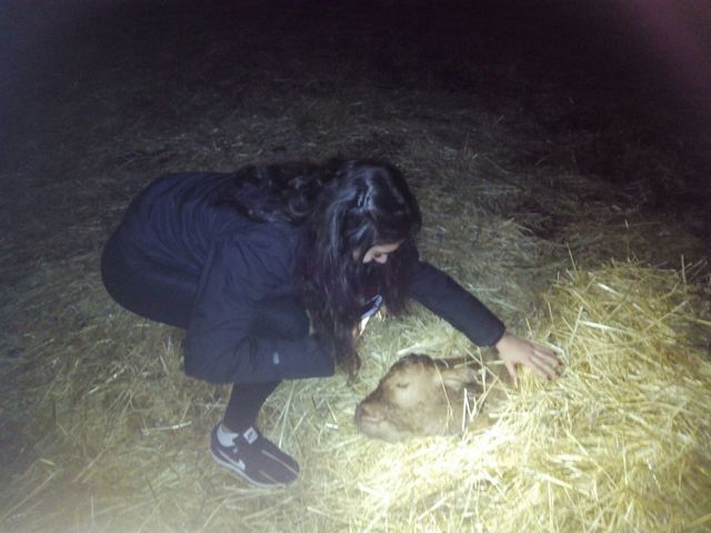 Cuidar de un ternero