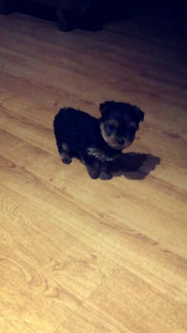 Nuevo perrro, Nerón