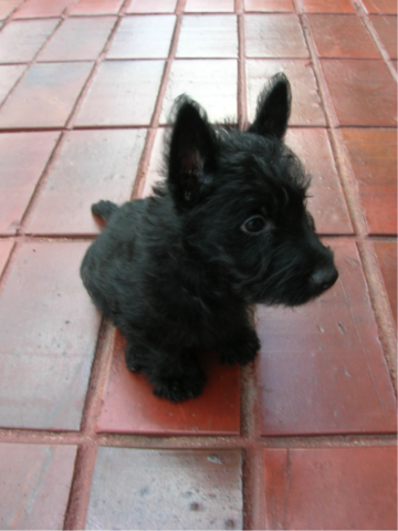 llego nuestra primera mascota Fiona