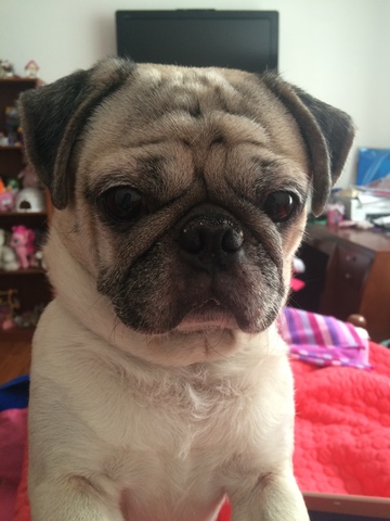 Me compraron un perro