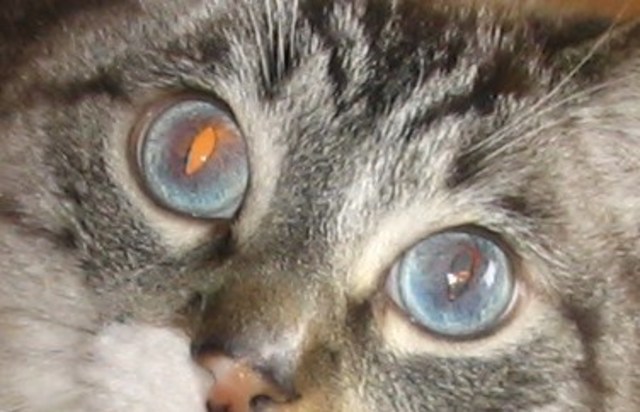 Murio mi gato tobias.