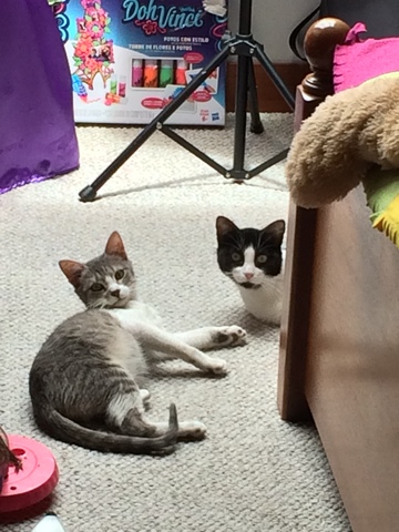 Llegaron Pandora y Nefertiti.