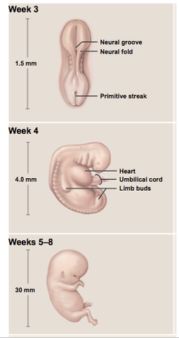 Embryonic Period