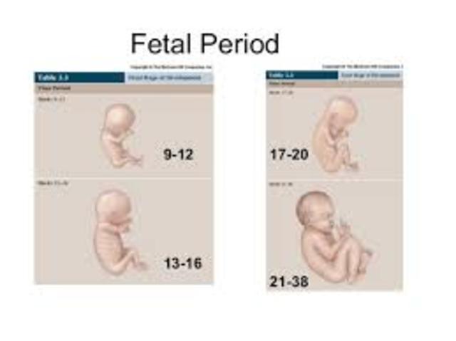 Fetal Period