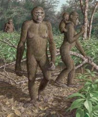 ARDIPITHECUS RAMIDUS