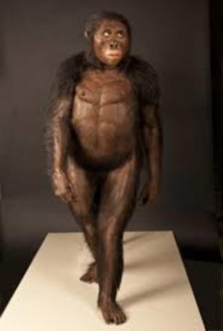 AUSTRALOPITHECUS AFARENSIS