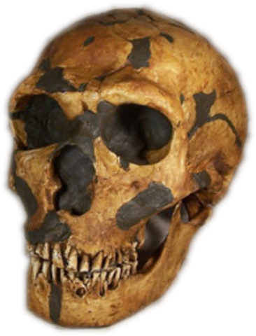 HOMO NEANDERTHALENSIS (230 000 hasta 28 000)