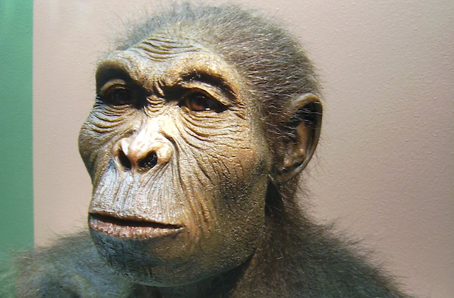 HOMO HABILIS