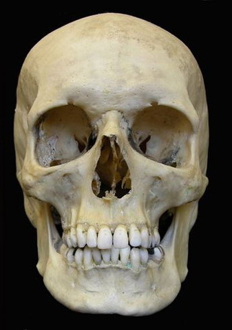 HOMO SAPIENS SAPIENS (130 años-actualidad)