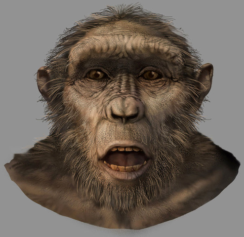 Sahelanthropus tchadensis.