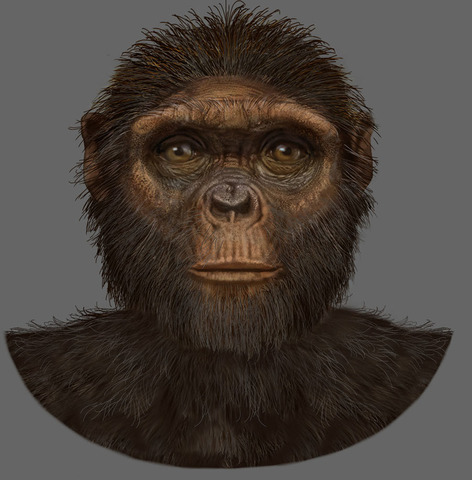 : Ardipithecus ramidus.