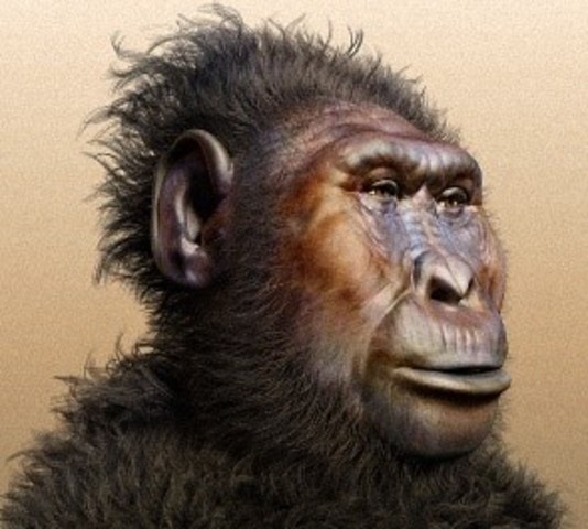 Paranthropus Bosei  2,3ma