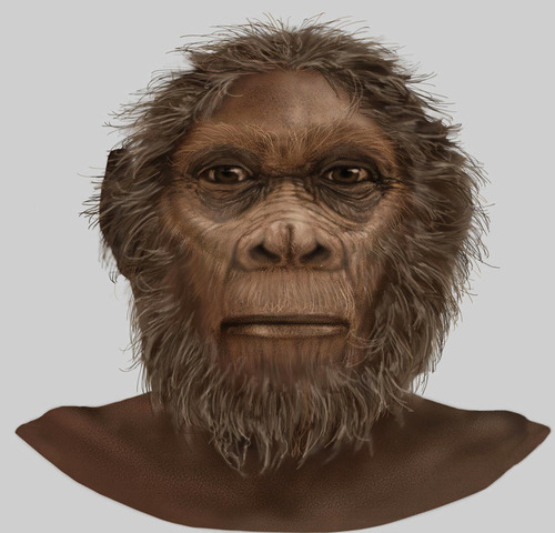 Homo Rudolfensis  1,8ma