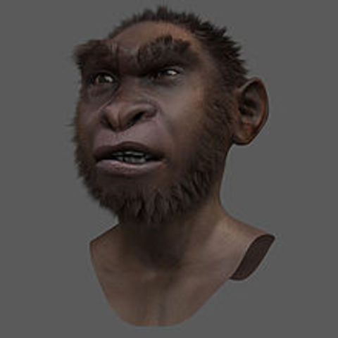 HOMO ERGASTER
