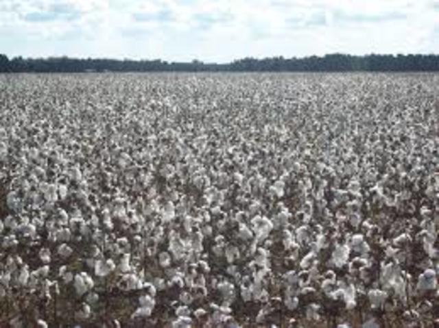 The boll weevil ruins more than 85 percent of the South’s cotton crop.