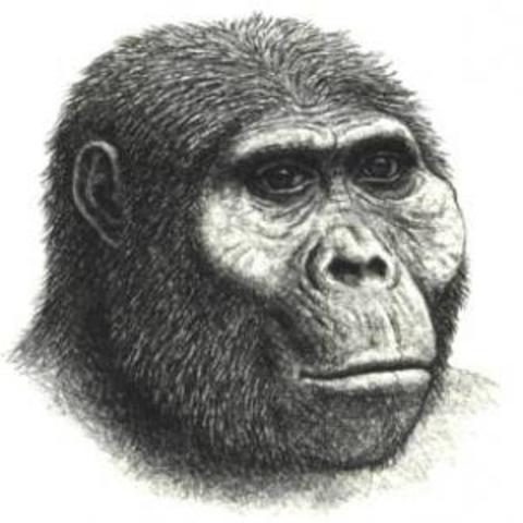 AUSTRALOPITHECUS ANAMENSIS
