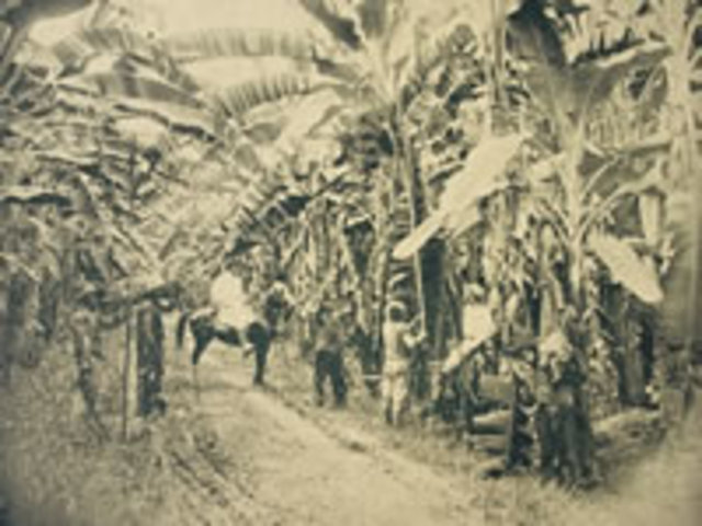 Masacre de las bananeras.