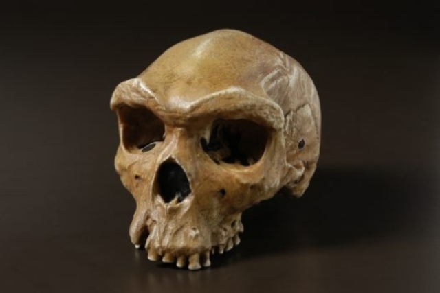 HOMO HEIDELBERGENSIS