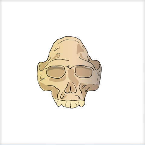 Australopithecus Afarensis