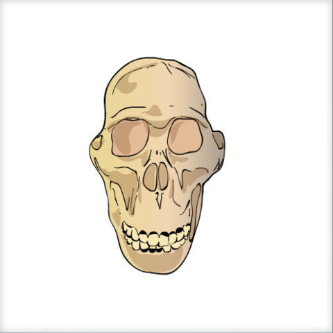 Australopithecus Africanus