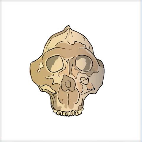 Paranthropus Boisei