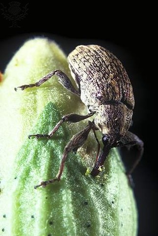 The Boll Weevil