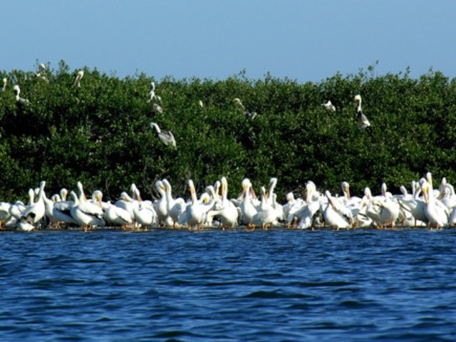 Pelican Island, florida named first nationl wildlife refuge