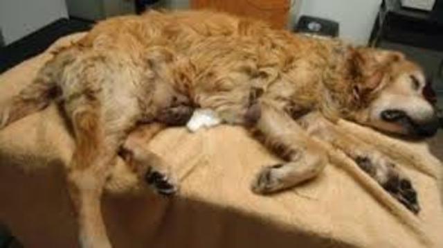 Putting Haley to sleep