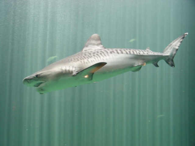 Cómo hacer un blog.