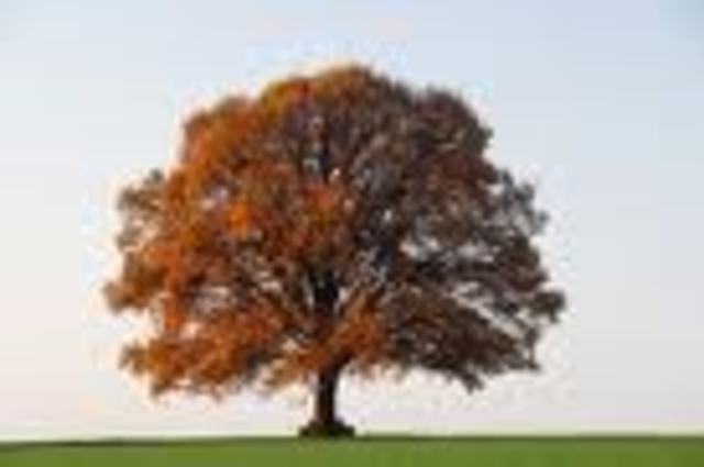 Seguridad  en la  red