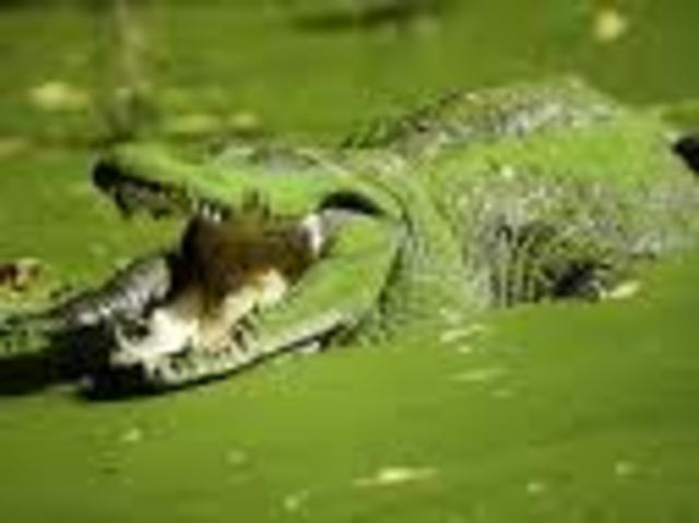 Como utilizar Google Earth.