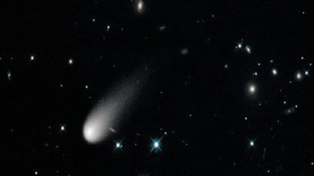 Каприкорниды