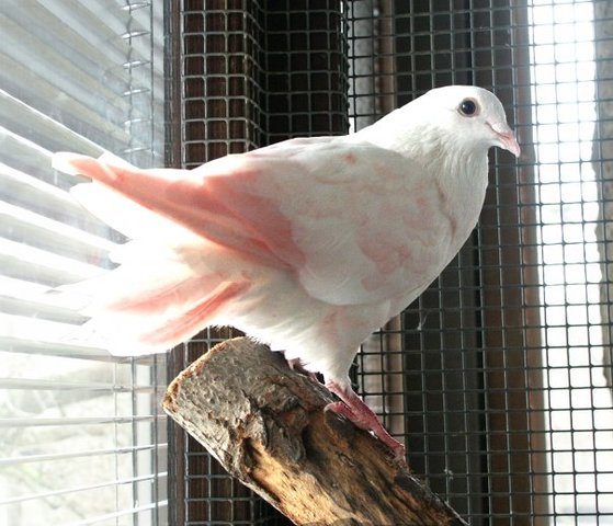 The Réunion pink pigeon