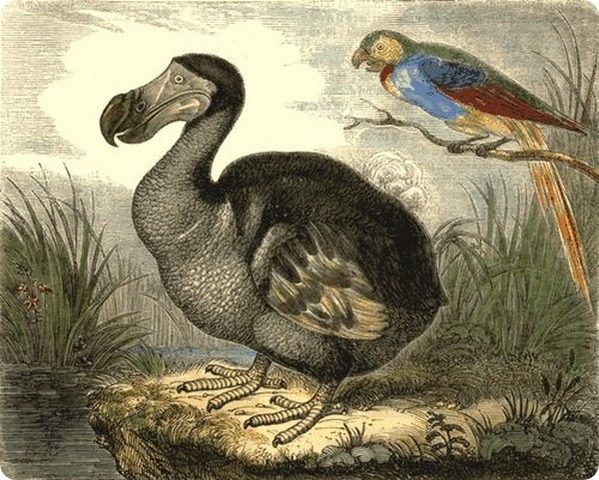 The Dodo