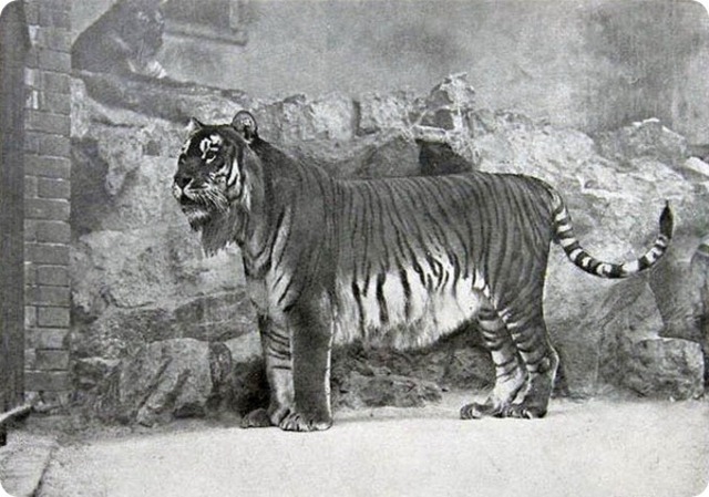 Caspian tiger