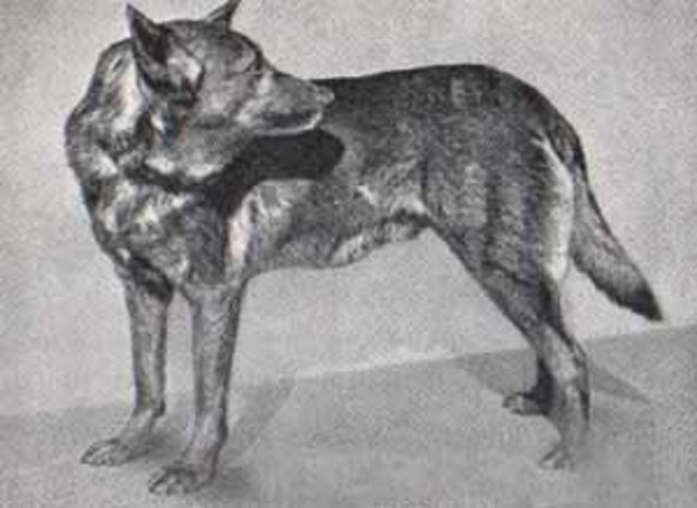 Из пастушьей собаки