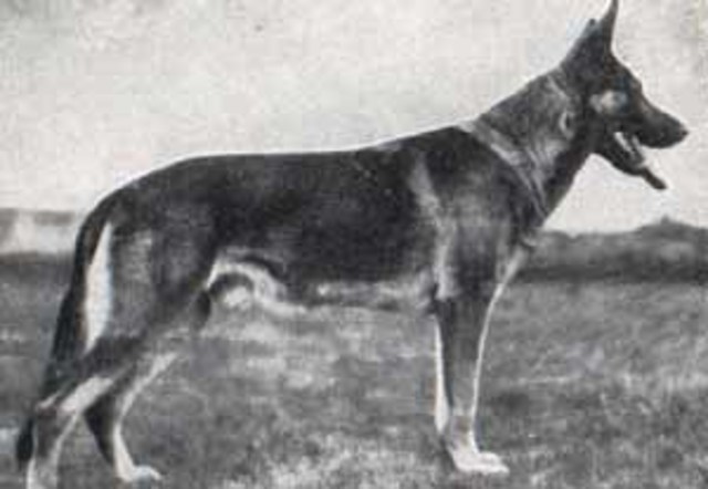 Популяоность породы и проблемы